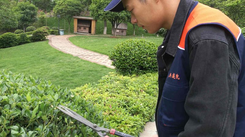 苗木种植技术视频教程分类：从入门到精通的系统化学习路径