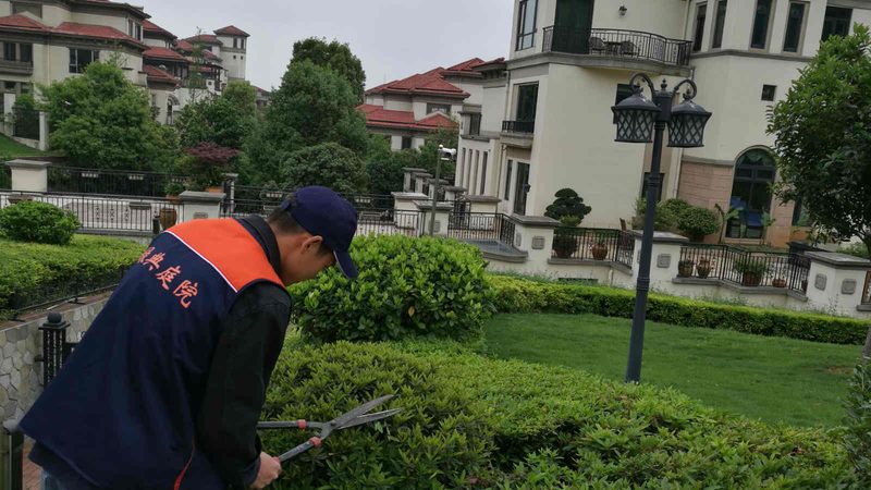 成都草坪与地被植物对比