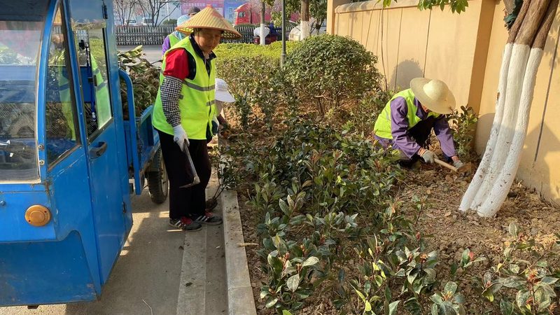 别墅花园植物批发：如何挑选高品质苗木？**