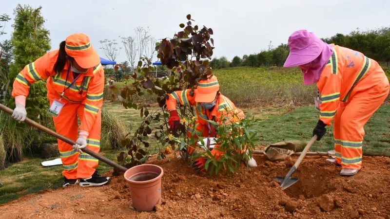 苗木种植技术视频教程：从选苗到养护的完整步骤详解